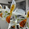 john-zinner-orchidee-01